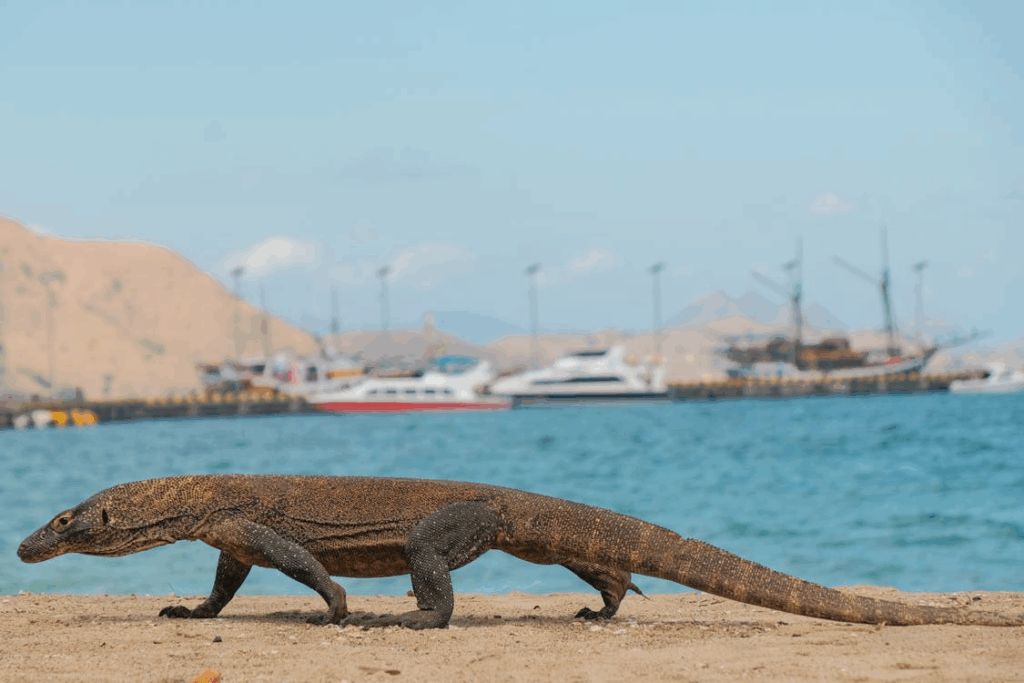 Komodo dragon walking along the beach in Flores, Indonesia, with boats anchored in the background