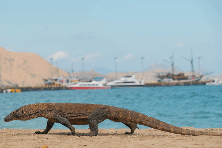Komodo dragon walking along the beach in Flores, Indonesia, with boats anchored in the background