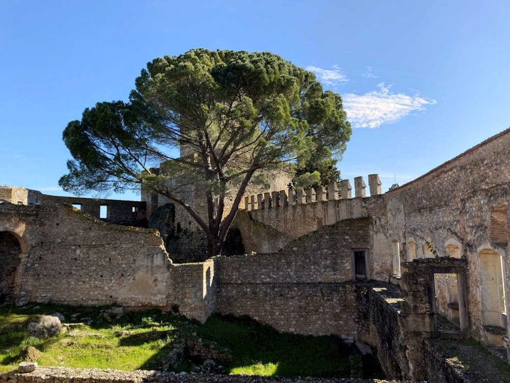 Medieval stone walls and pine tree inside Convent of Christ in Tomar, Portugal